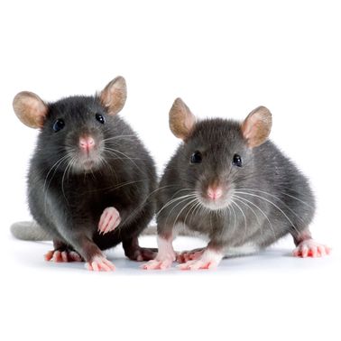 zwei Mäuse