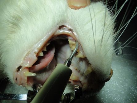 Katze Zähne