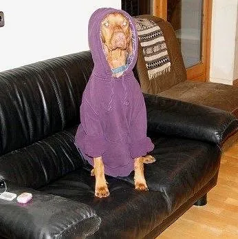 Hund mit Pullover